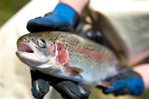 Fingerlings Arc En Ciel Trout Farm Hanging Rock Nsw