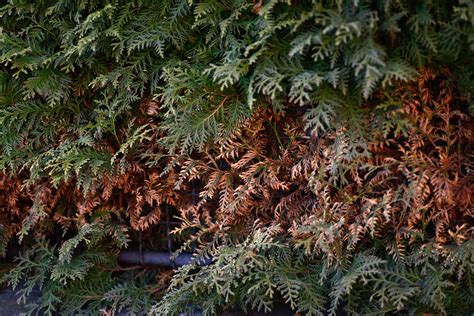 Why Is My Arborvitae Turning Brown