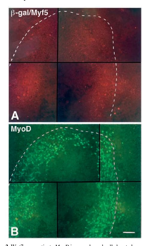 Figure From Differential Activation Of Myf And Myod By Different