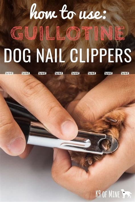 How To Use Guillotine Dog Nail Clippers A Trimming Guide Dog Nail