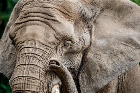 Primer De La Cara Del Elefante Foto De Archivo Imagen De Fauna Gris