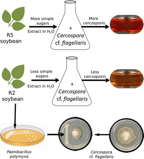 Elucidation Of Factors Contributing To Onset Of Cercospora Leaf Blight