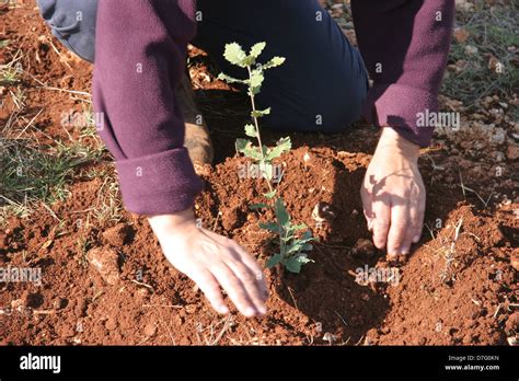 planting tree in tu bishvat Stock Photo - Alamy