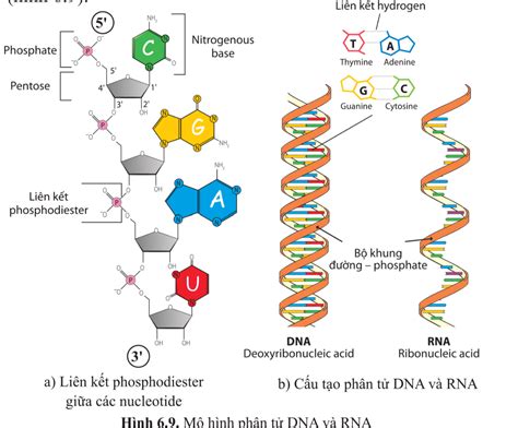 L Thuy T C I M Chung C A Nucleic Acid Sinh