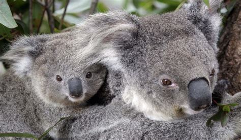 More Than 2000 Koalas Killed In Australia Bushfires India Tv