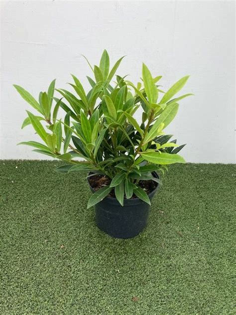 Skimmia Con Kew Green 5 Litre North Western Plants