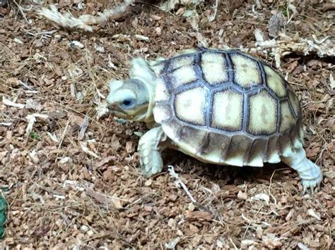 100% HET Ivory Sulcata tortoise for sale | baby Sulcata tortoises