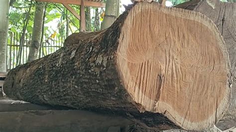 Proses Penggergajian Kayu Jati Serat Padat Bahan Baku Kusen Pintu Di