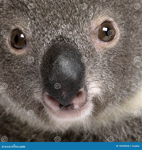 Retrato Del Primer Del Oso De Koala Masculino Foto De Archivo Imagen