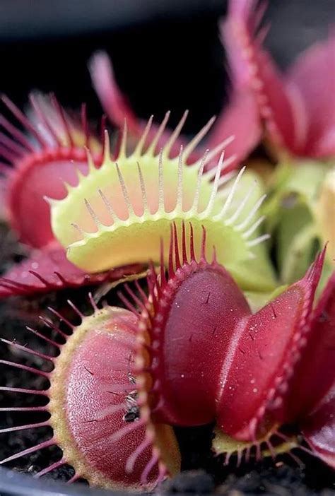 Why Do Venus Flytraps Eat Bugs Imedia