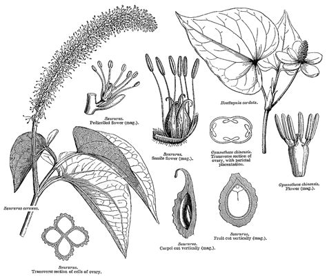 Plant Families Of Puerto Rico And Florida Papo Vives Saururaceae