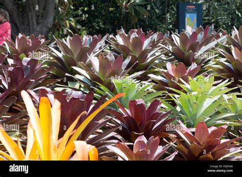 Bromeliad Plants In Sydney Royal Botanic Gardens In The City Centre