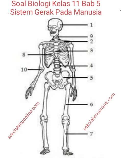 Soal Pilihan Ganda Kunci Jawabannya Biologi Kelas Bab Sistem