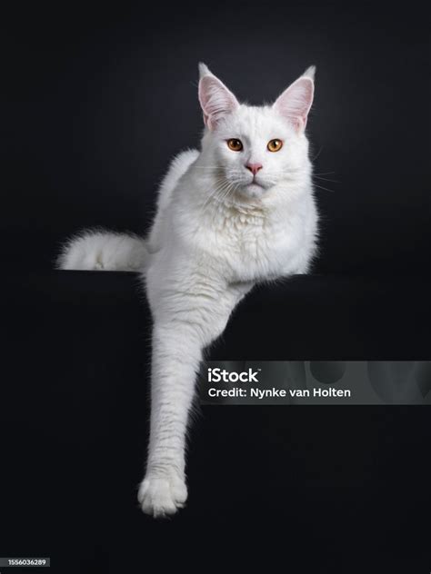 Solid White Maine Coon Cat On Black Background Stock Photo Download