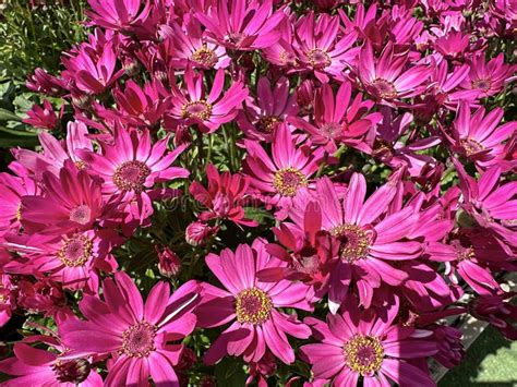 Flores Hermosas Osteospermum Lat Osteospermum Imagen De Archivo