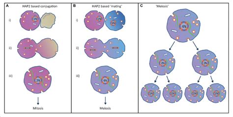 Proposed Origin Of The Eukaryotic Sexual Cycle From A Hap2 Based Download Scientific Diagram