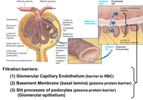 K3 Filtration And Renal Blood Flow Flashcards Quizlet