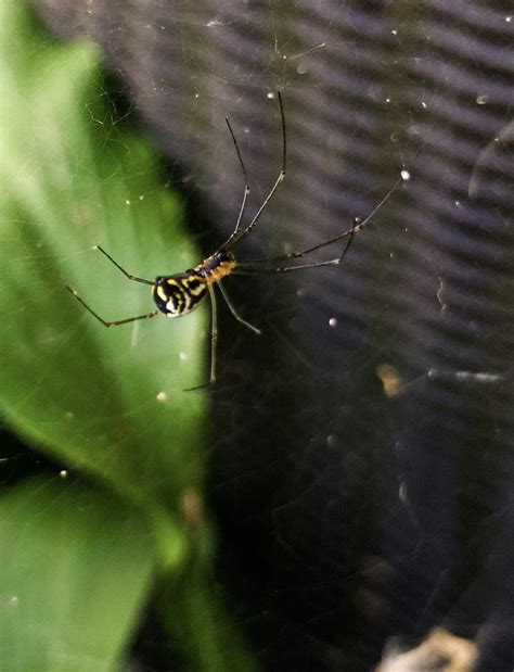 Amazing Arachnids Wildlife Leadership Academy