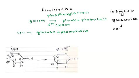 Solved Question Of Modify The Glucose Molecule To Glucose