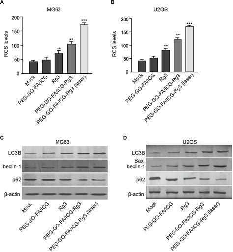 Frontiers Graphene Oxide NanoparticleLoaded Ginsenoside Rg3 Improves