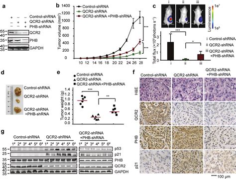 Ubiquinol Cytochrome C Reductase Core Protein Ii Promotes Tumorigenesis