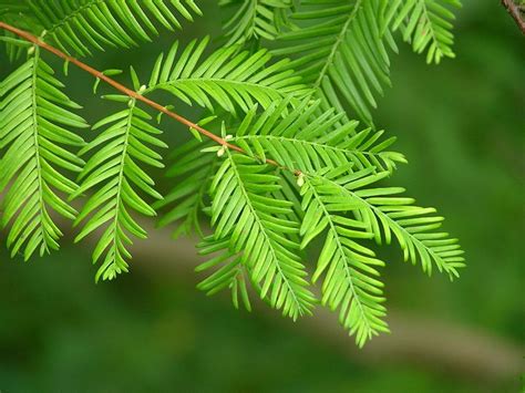 Metasequoia Glyptostroboides Seeds (Dawn Redwood Seeds)