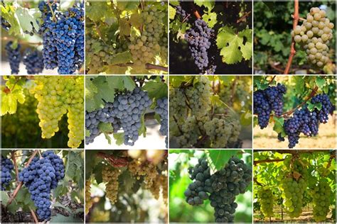 Los Mejores Tipos De Uva Argentina Para Hacer Vino