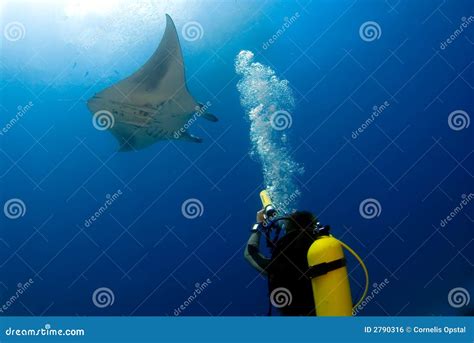 Manta Ray With Scuba Diver Stock Photo Image Of Ocean 2790316