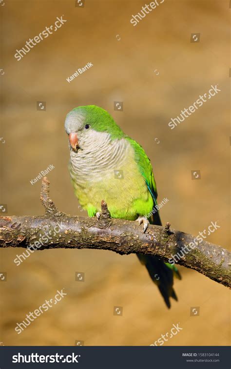 Monk Parakeet Myiopsitta Monachus Known Quaker Stock Photo 1583104144