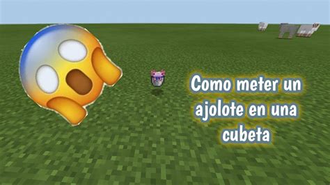 Como Meter Un Ajolote En Una Cubeta En Minecraft Pe YouTube