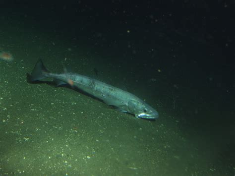 Pacific Hake Mayne Island Conservancy