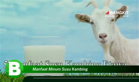 Temukan Manfaat Minum Susu Kambing Yang Bikin Kamu Penasaran