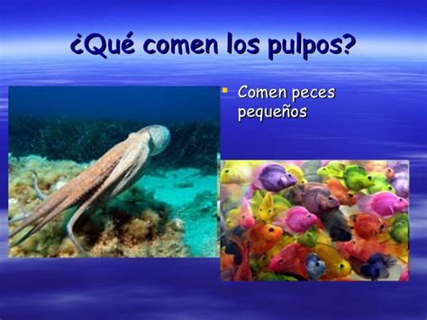 Qué comen los pulpos Comen peces pequeños Pulpo Que come el pulpo