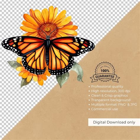 Monarch Butterfly Clipart Close Up Illustration Watercolor Clipart