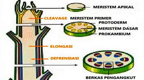 Ciri Ciri Jaringan Dewasa Pada Tumbuhan