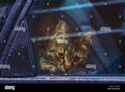 Cat And Window And Rain Hi Res Stock Photography And Images Alamy
