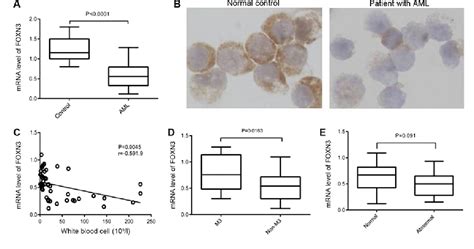 Figure 1 From Novel Tumor Suppressor Foxn3 Is Downregulated In Adult