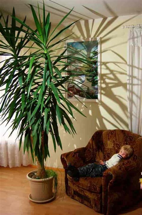 Growing Yucca Plants: Care In The Home and Garden