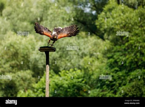 A Harris Hawk In Flight Stock Photo Alamy