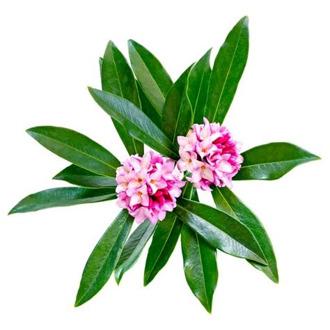 Grow Winter Daphne Shrubs for Early, Fragrant Blooms - Birds and Blooms