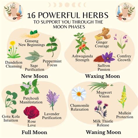 Moon Herbalism Herbalism Healing Herbs Magickal Herbs