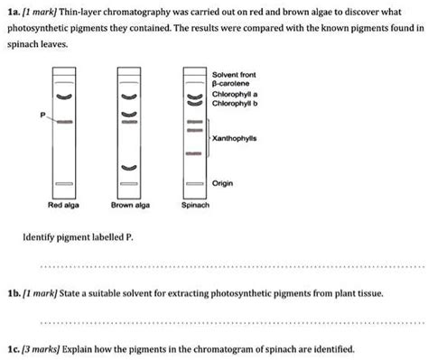 Chromatogram Of Spinach