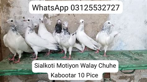 Motiyon Walay Kabootar For Sale Sialkoti Motiyon Walay Kabootar