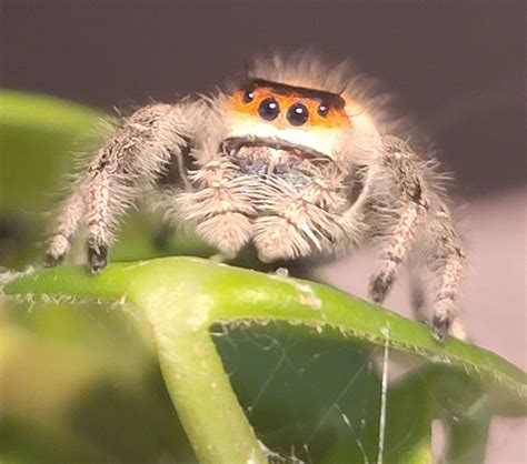 Regal Jumping Spider Phidippus Regius Everglades Orange Morph True Spider By Dallas