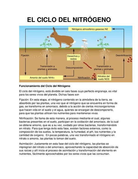 Funcion Del Ciclo Del Nitrogeno Dinami