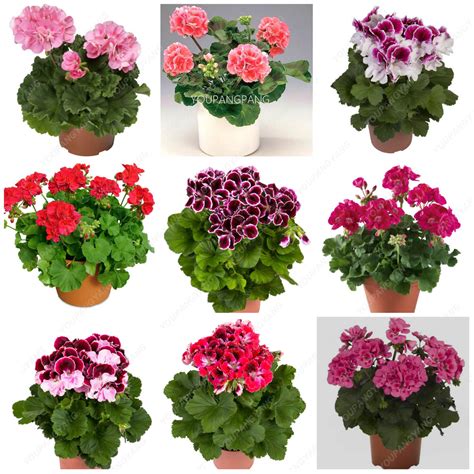 50pcs Appleblossom Rosebud Pelargonium Seeds BestSeedsOnline