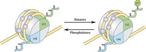 Histone Phosphorylation