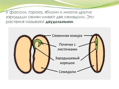 Строение семян. Биология. 6 класс - презентация онлайн