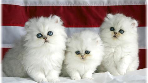 White cats wallpaper 10