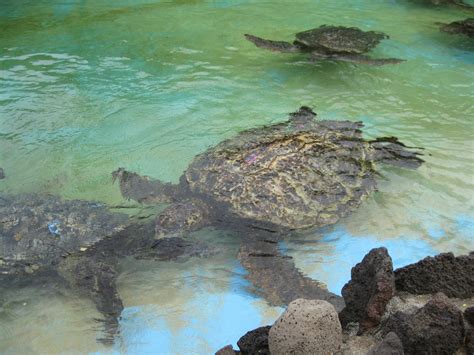 Giant Sea Turtles Sealife Park Oahu Hawaii Giant Sea Turtle Cute